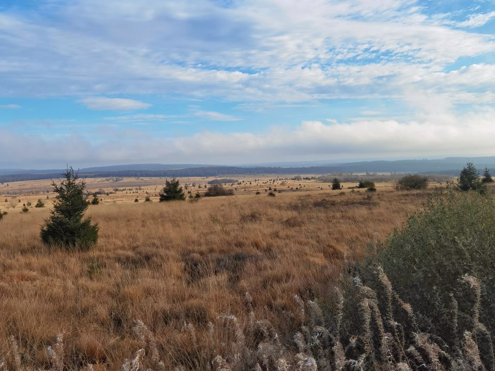 Les Hautes Fagnes, une étendue de prairies sauvages
